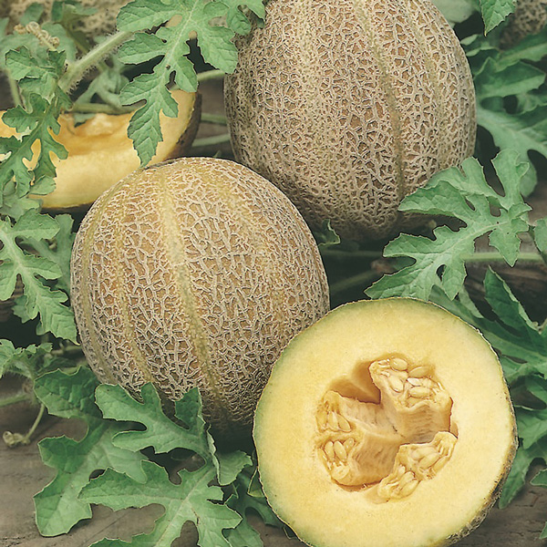 Seed - RHS Melon Emir F1 - Garden Express