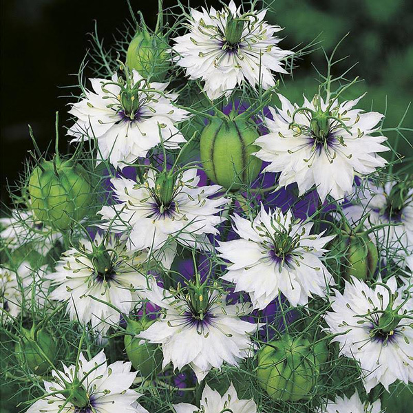 Seed - Rhs Nigella Miss Jekyll Alba - Garden Express