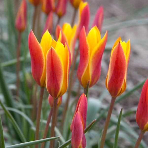 Tulip Clusiana Chrysantha
