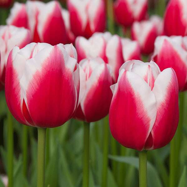 Tulip Dutch Design