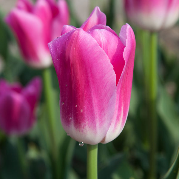 Tulip Royal Ten