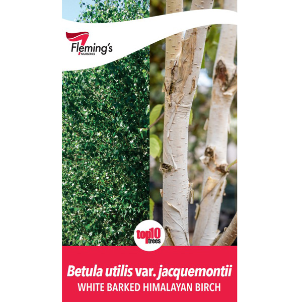 Betula – White Barked Himalayan Birch