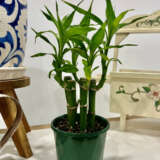 Lucky Bamboo 5 Canes