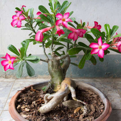 Adenium Desert Rose - Garden Express