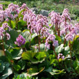 Bergenia Cordifolia P68bercor - Garden Express Australia