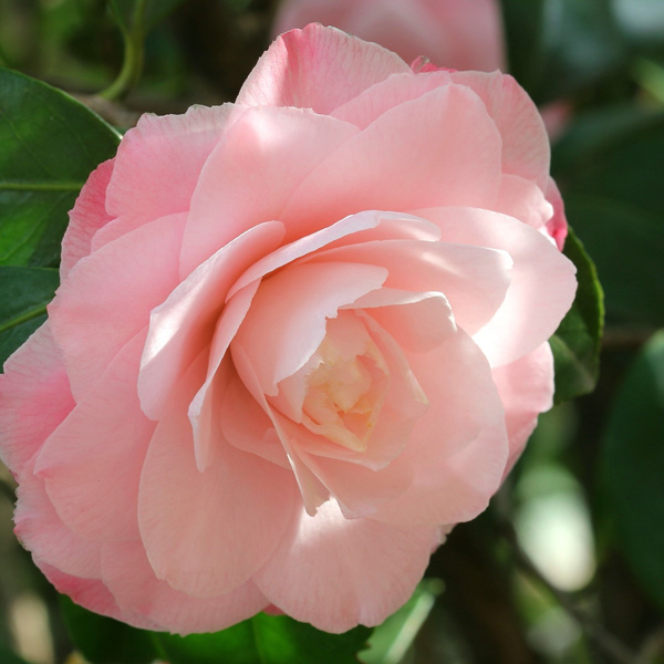 Camellia Mignonne