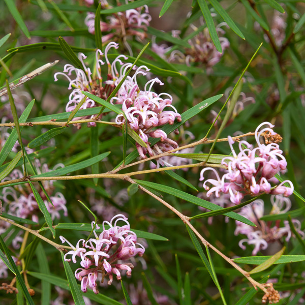 Grevillea Pink Spider