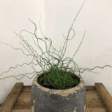 Juncus Spiralis The Spaghetti Plant P10junssp - Garden Express Australia