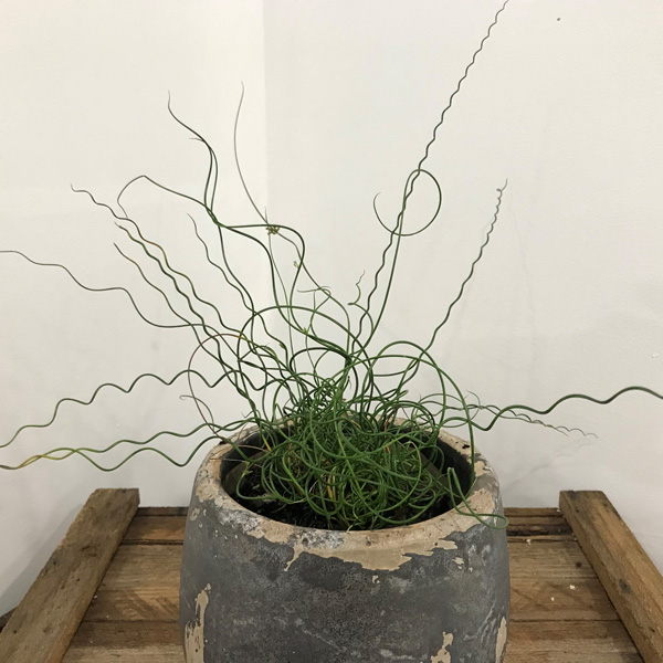 Juncus Spiralis- The Spaghetti Plant