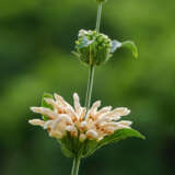 Leonotis White Lions Tail