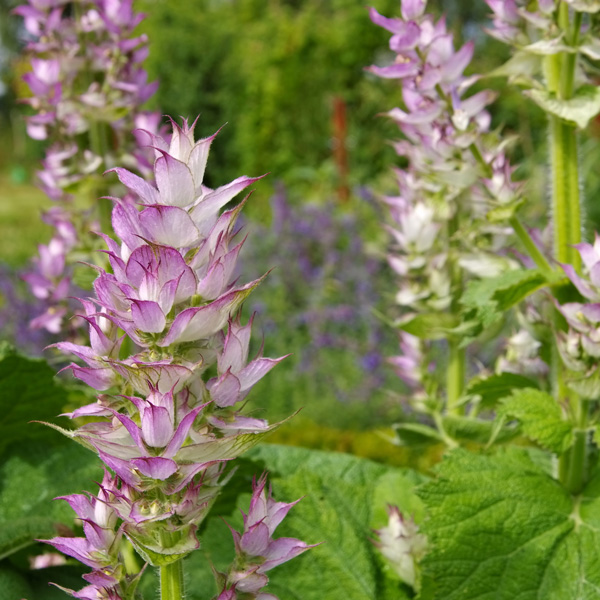 Salvia Clary Sage