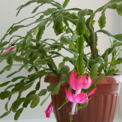 Schlumbergera - Garden Express