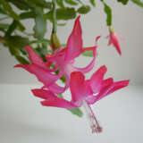 Schlumbergera Thor Ritt P75schtri - Garden Express Australia