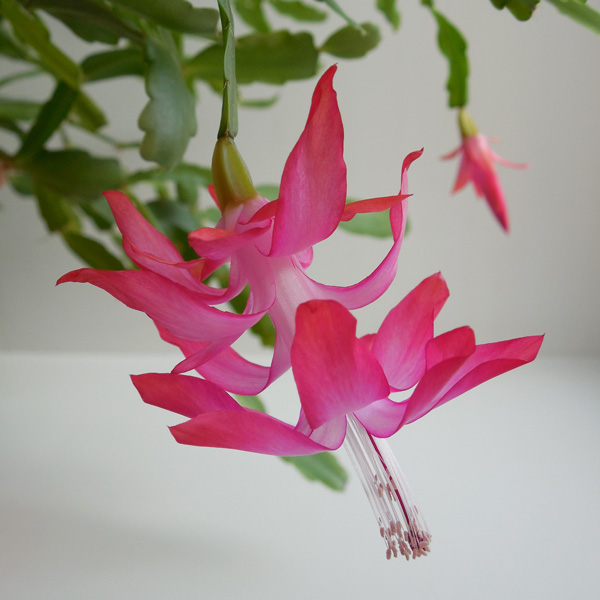 Schlumbergera Thor Ritt