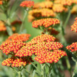 Achillea Fireland