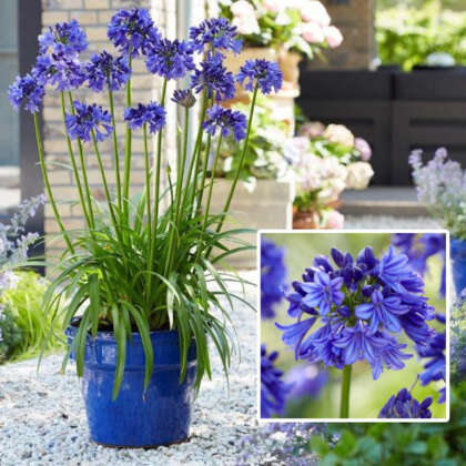 Agapanthus - Garden Express - Australia's Largest Online Nursery