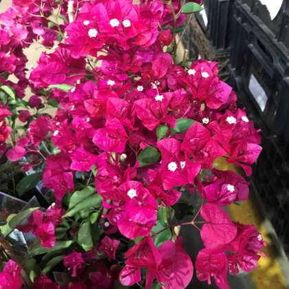 Bougainvillea Hot Pink - Garden Express