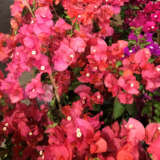 Bougainvillea Salmon P14bousal - Garden Express Australia