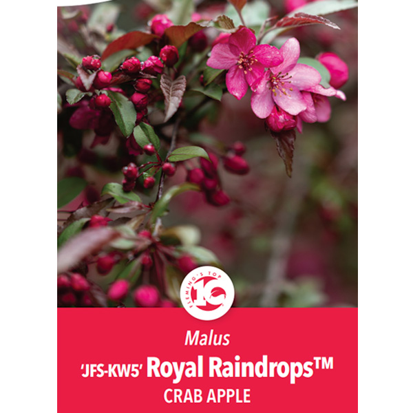 Crab Apple Royal Raindrops