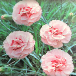 Dianthus Doris - Garden Express