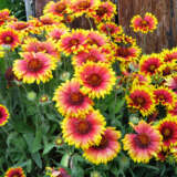 Gaillardia Dwarf Goblin P68gaidgb - Garden Express Australia