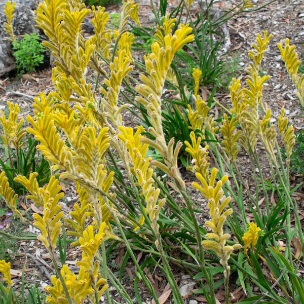 Kangaroo Paw Waltzing Matilda (pbr)