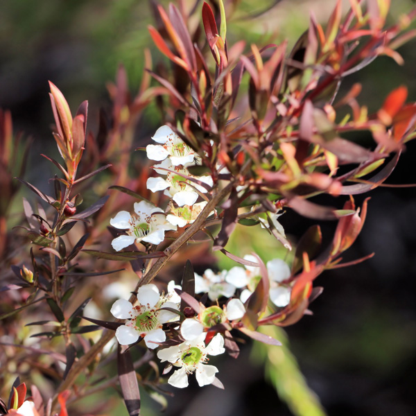 Leptospermum Burgundy