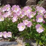 Oenothera Pink Evening Primrose