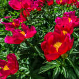 Peony Rose Early Scout 140mm Pot