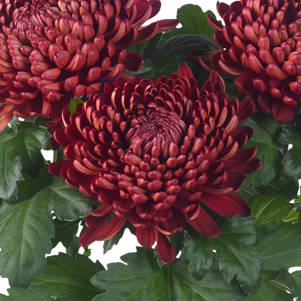 Pot Chrysanthemum – Cosmo Bordeaux