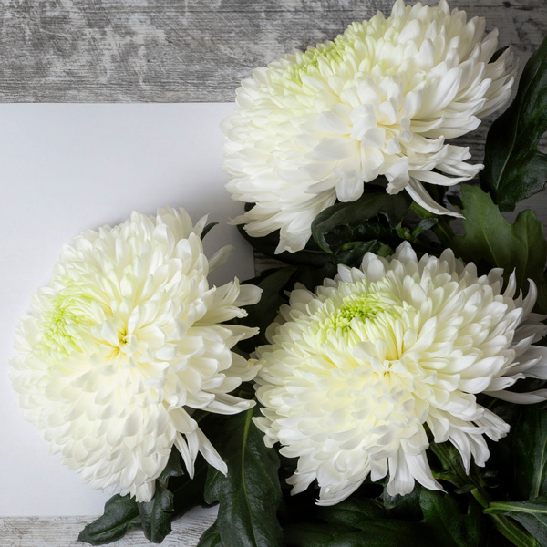 Pot Chrysanthemum – Cosmo Fresh Lime