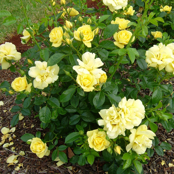 Rose Flower Carpet Gold (pbr)