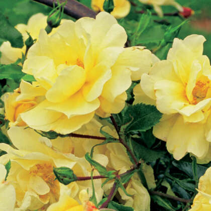 Rose Flower Carpet Gold (PBR) - Garden Express