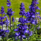 Salvia Victoria Blue