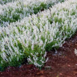 Salvia Victoria White P68salvwh - Garden Express Australia