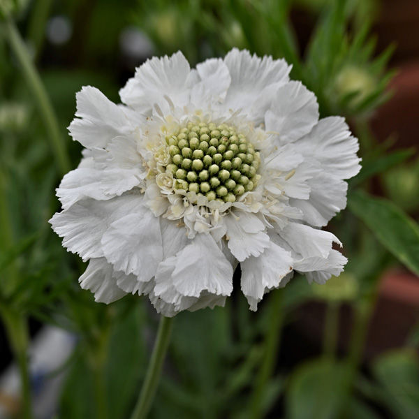 Scabiosa Alba