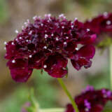 Scabiosa Midnight