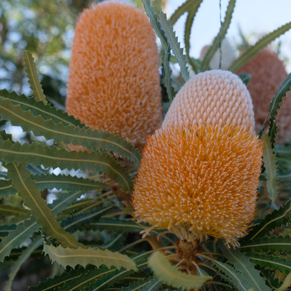 Banksia Burdettii P14banbur - Garden Express Australia