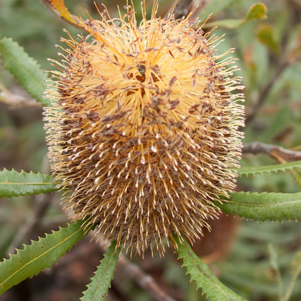 Banksia Ornata By Rexness From Melbourne Australia Via Wikimedia Commons P14banorn - Garden Express Australia