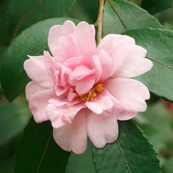 Camellia Rosette