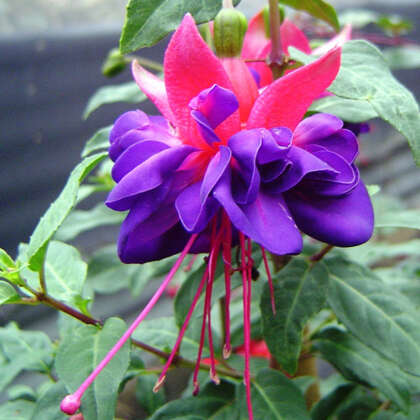 Fuchsia Winston Churchill - Garden Express