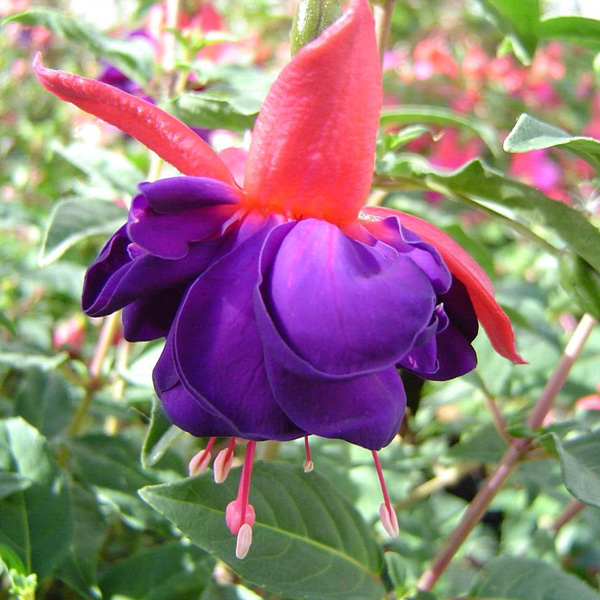 Fuchsia Wonder Violet