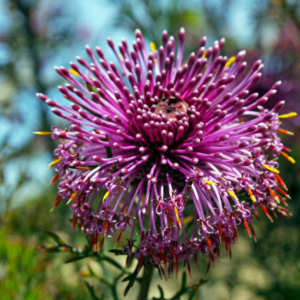 Isopogon Formosus X Dubius