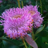 Isopogon Latifolius