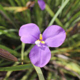 Patersonia Native Iris