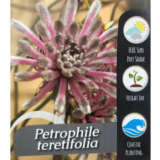 Petrophile Teretifolia