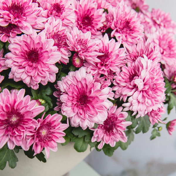 Pot Chrysanthemum - Chrystal Romance - Garden Express