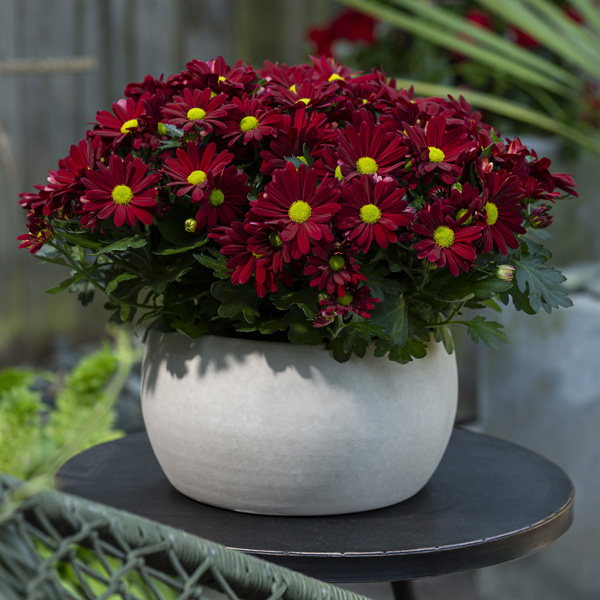 Pot Chrysanthemum – Breeze Rouge