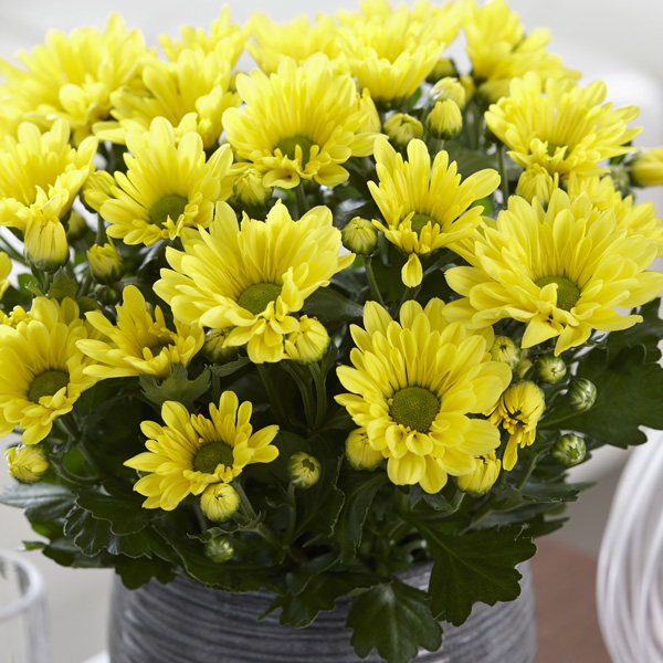 Pot Chrysanthemum – Breeze Yellow