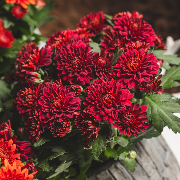 Pot Chrysanthemum – Chrystal Red